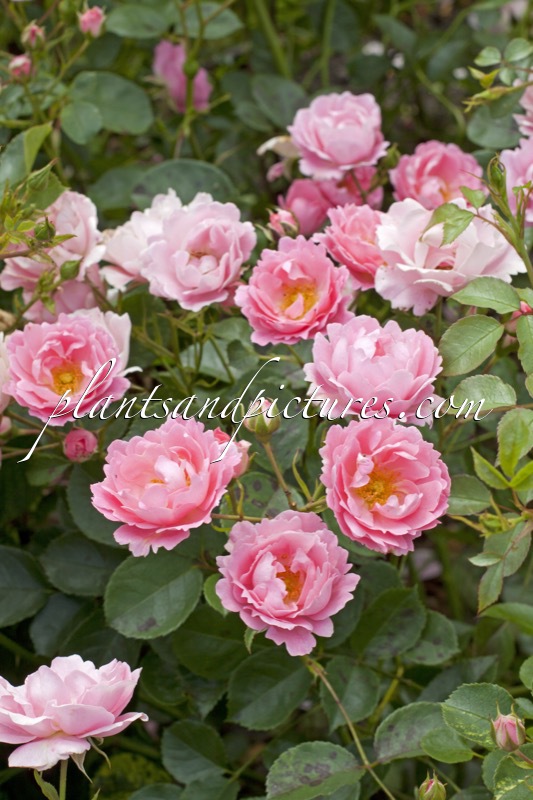 Rosa ‘Korlanum’ (SOMMERWIND)