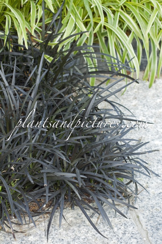 Ophiopogon planiscapus ‘Kokuryu’