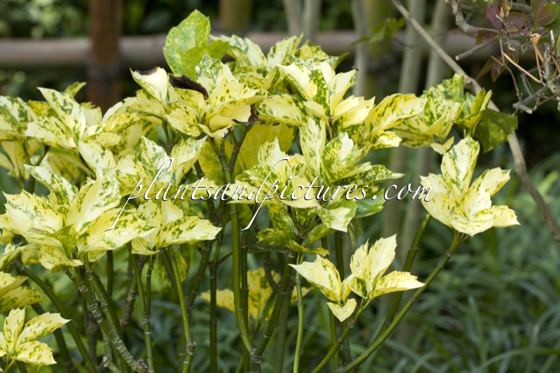 Aucuba japonica ‘Suruga Benten’