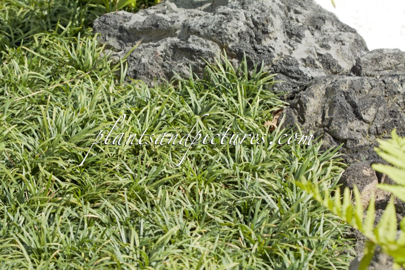 Ophiopogon japonicus ‘Tama-ryu’