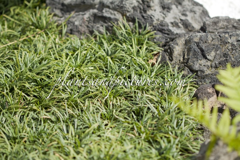 Ophiopogon japonicus ‘Tama-ryu’