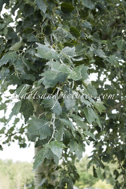 Populus alba ‘Raket’