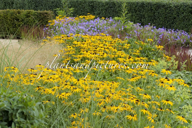 Rudbeckia fulgida ‘Goldsturm’