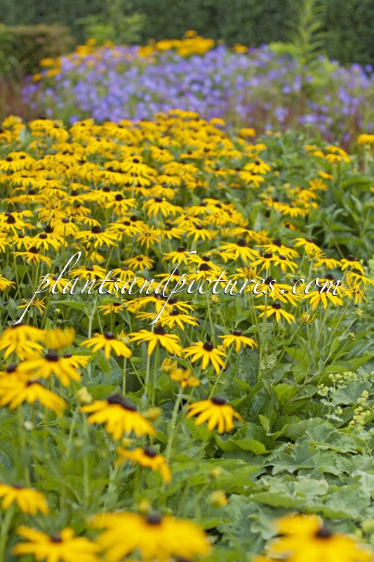 Rudbeckia fulgida ‘Goldsturm’