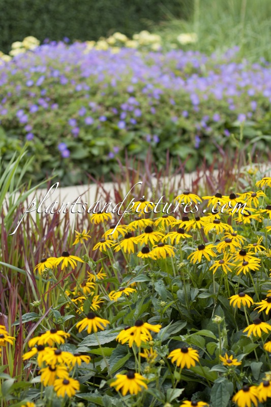Rudbeckia fulgida ‘Goldsturm’