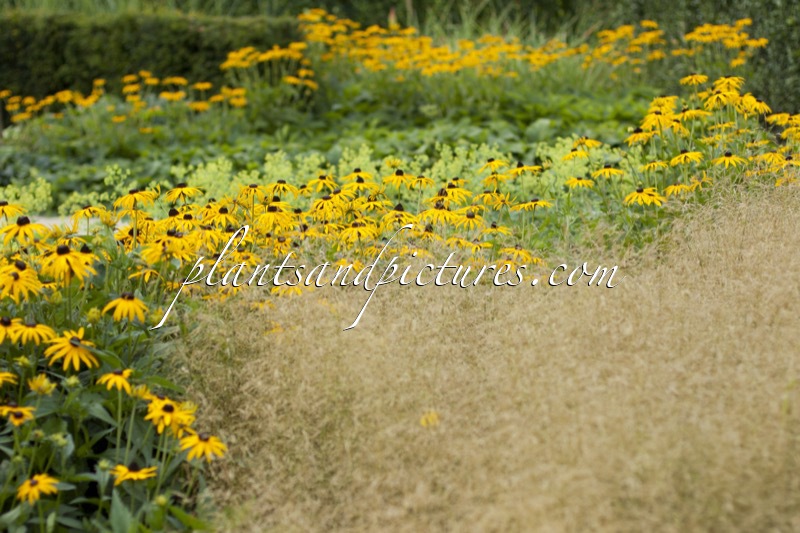 Rudbeckia fulgida ‘Goldsturm’