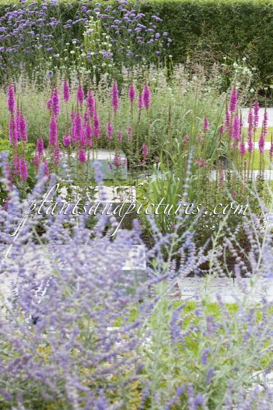 Lythrum salicaria