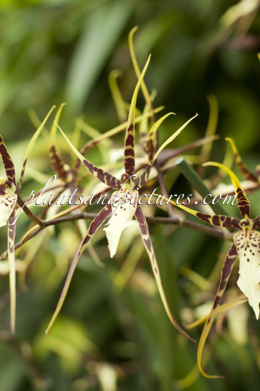 Brassia