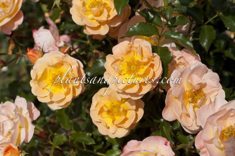 Rosa ‘Noa97400A’ (SEDANA)