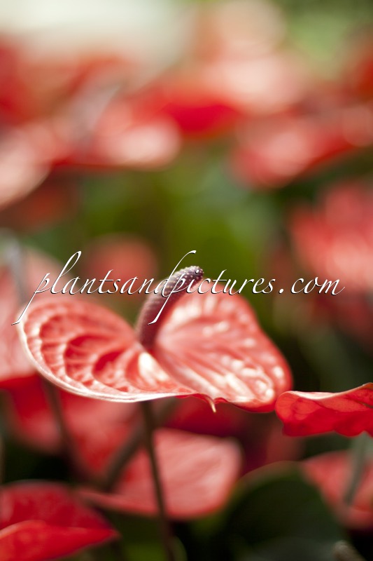 Anthurium