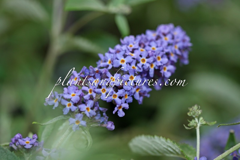 Buddleja ‘Podaras 8’ (BLUE HEAVEN; FREE PETITE BLUE HEAVEN)
