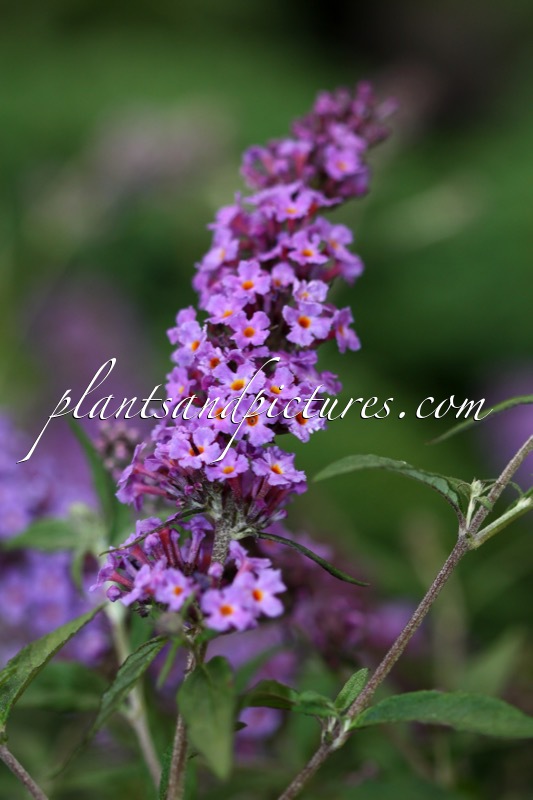 Buddleja ‘Podaras 10’ (FREE PETITE DARK PINK)