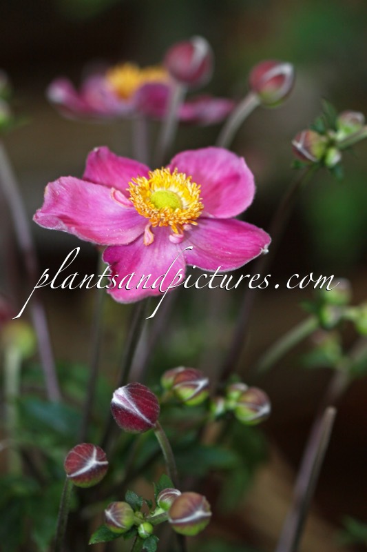 Anemone ‘Cinderella’ (FANTASY CINDERELLA)