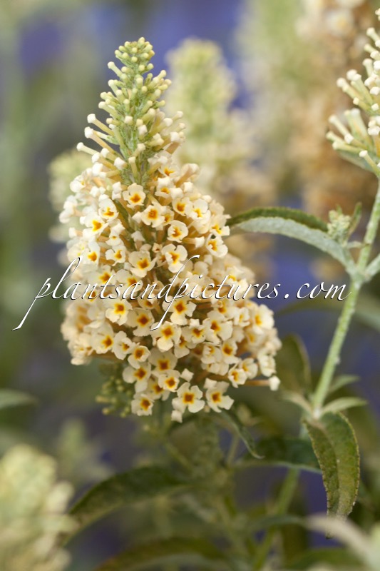 Buddleja davidii ‘Tobudivory’ (BUZZ IVORY)