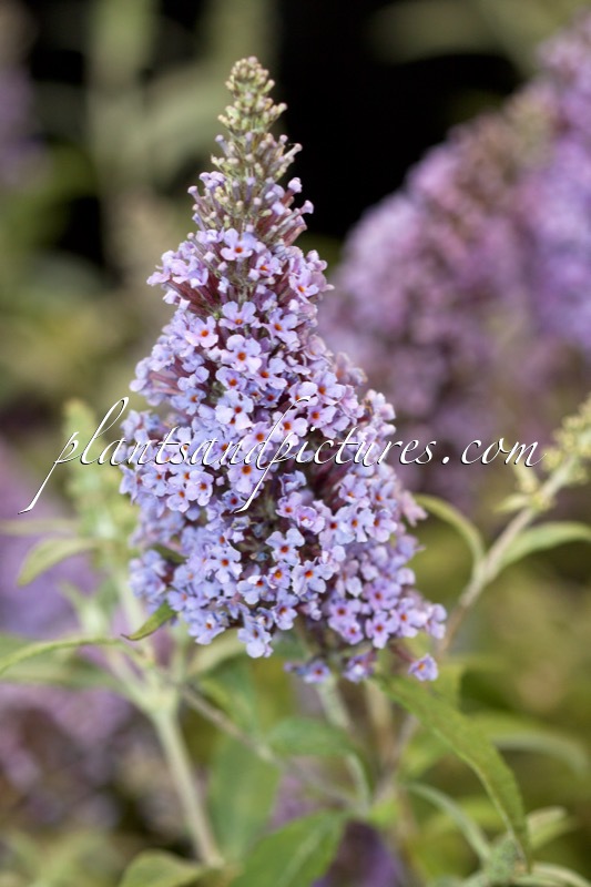 Buddleja davidii ‘Tobudskybl’ (BUZZ SKY BLUE)