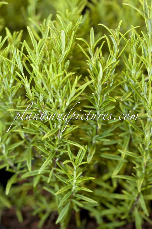 Rosmarinus officinalis ‘Sunkissed’