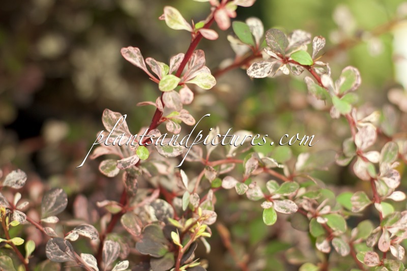 Berberis thunbergii ‘Hoho 1’ (FLAMINGO)