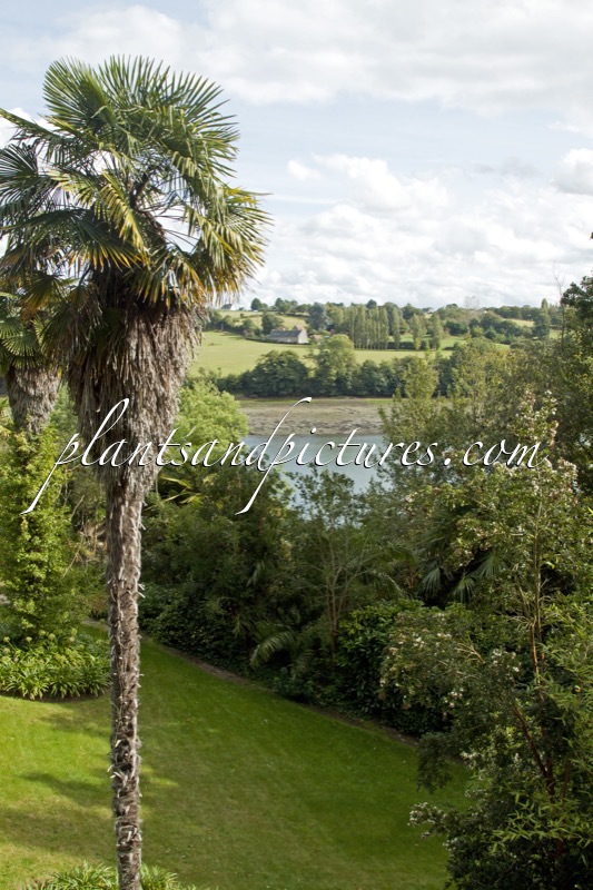 Trachycarpus fortunei