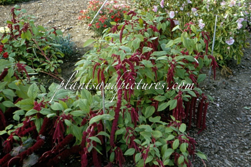 Amaranthus caudatus