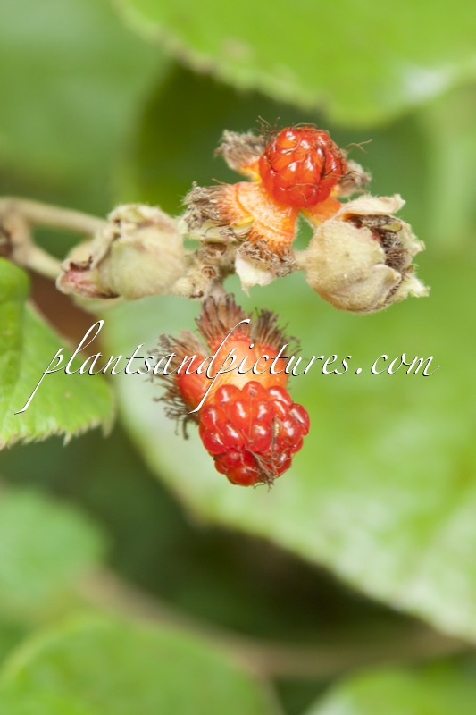 Rubus irenaeus