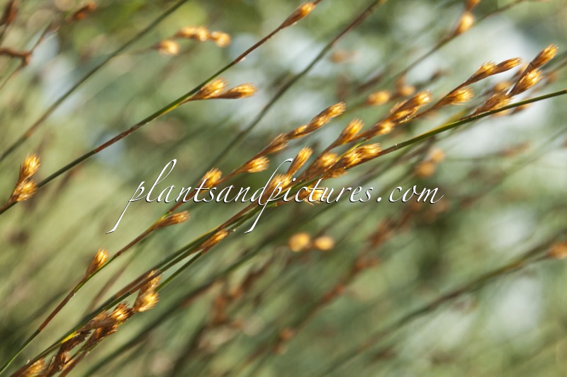 Thamnochortus insignis