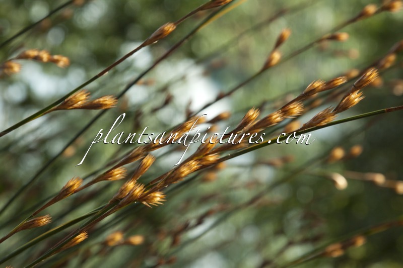 Thamnochortus insignis