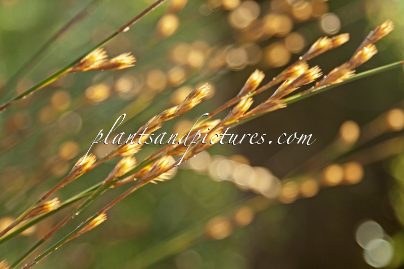 Thamnochortus insignis