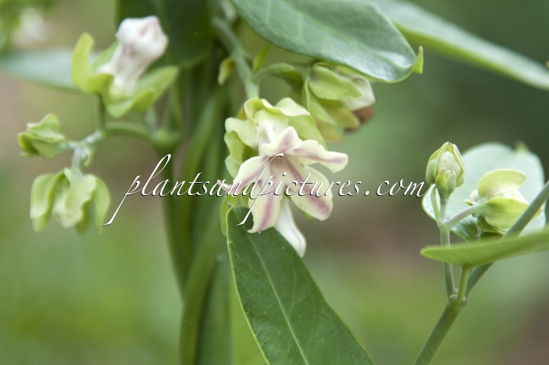 Araujia sericifera