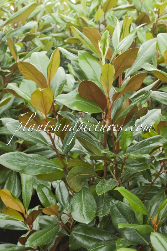 Magnolia grandiflora ‘D.D. Blanchard’