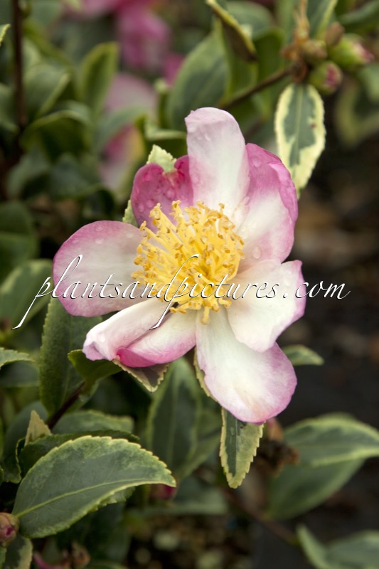 Camellia sasanqua ‘Variegata’