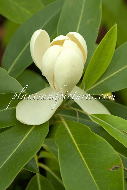 Magnolia virginiana var. australis