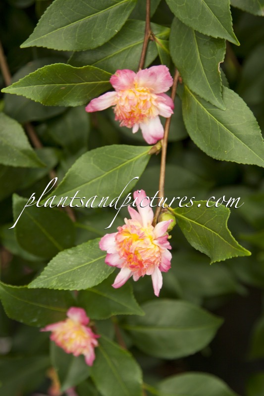 Camellia sasanqua ‘Choji Guruma’