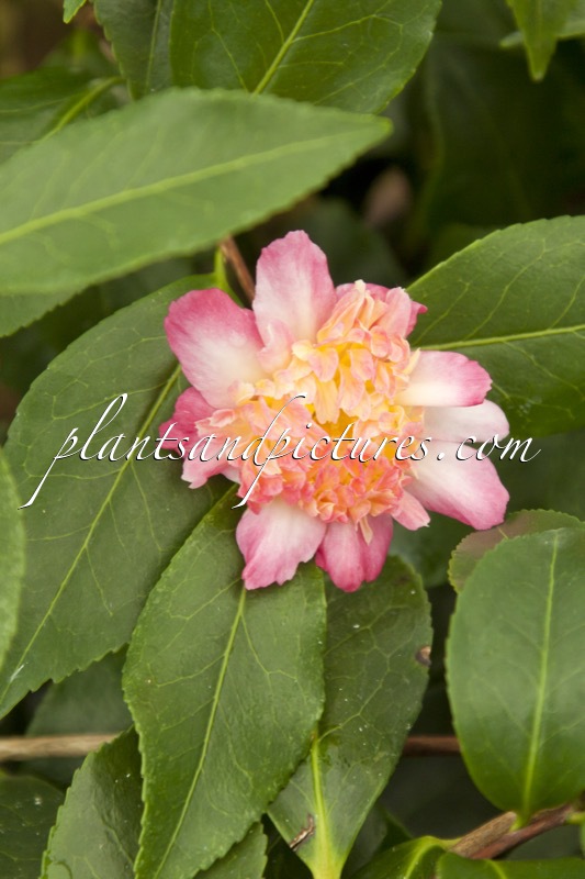 Camellia sasanqua ‘Choji Guruma’