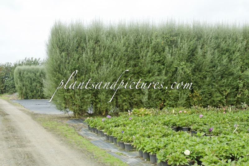 Olearia virgata ‘Dartonii’