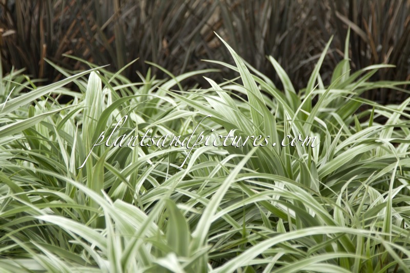 Astelia ‘Silver Shadow’