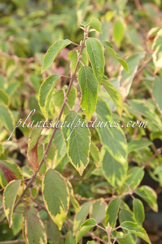 Aristotelia chilensis ‘Variegata’