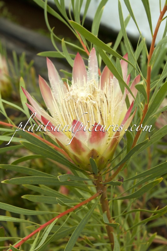 Protea repens