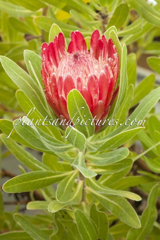 Protea ‘Pink Ice’
