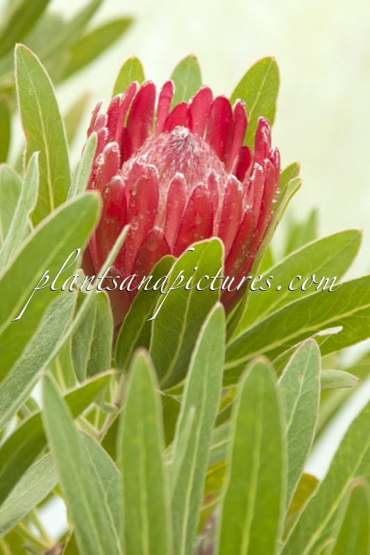 Protea ‘Pink Ice’