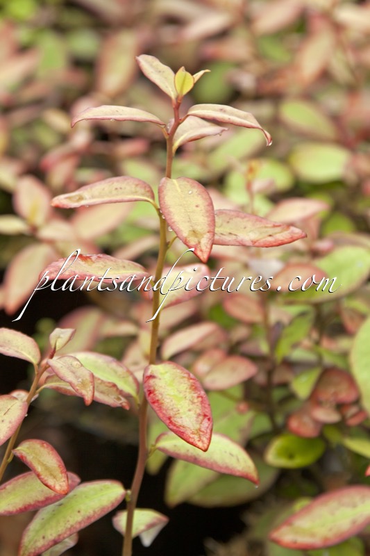 Pseudowintera colorata ‘Moulin Rouge’