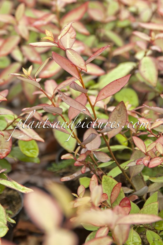 Pseudowintera colorata ‘Moulin Rouge’