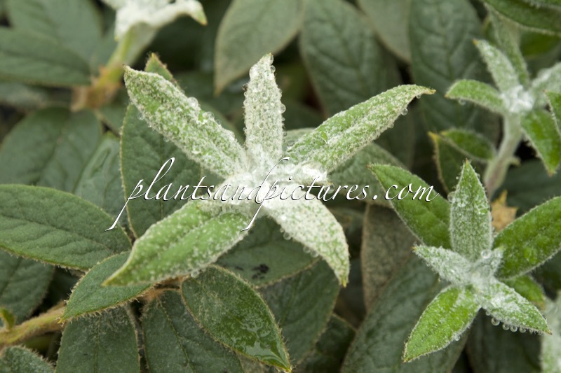 Rhododendron edgeworthii