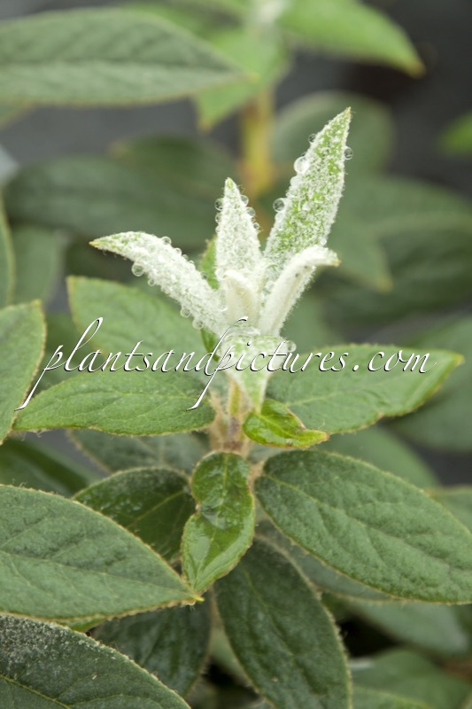 Rhododendron edgeworthii
