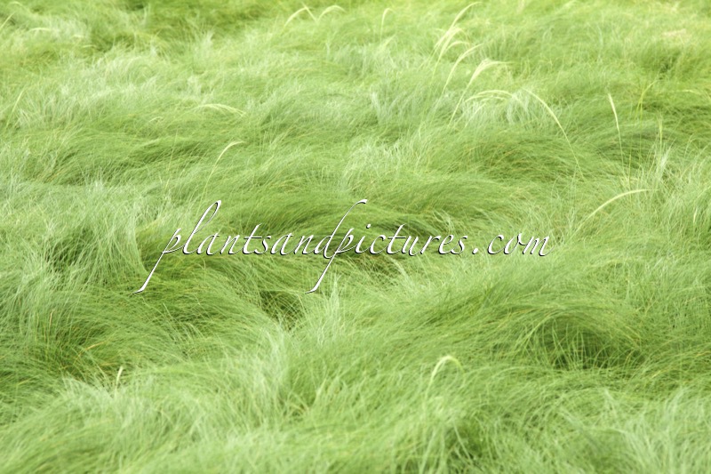 Stipa tenuissima ‘Ponytails’