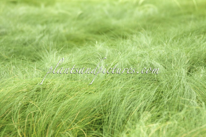Stipa tenuissima ‘Ponytails’