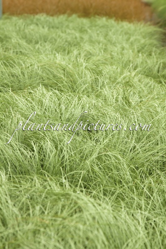 Carex comans ‘Frosted Curls’
