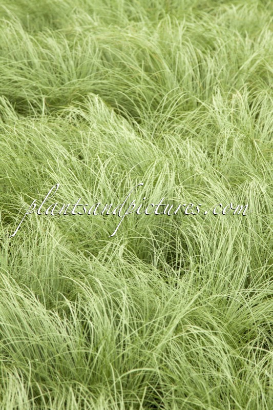 Carex comans ‘Frosted Curls’