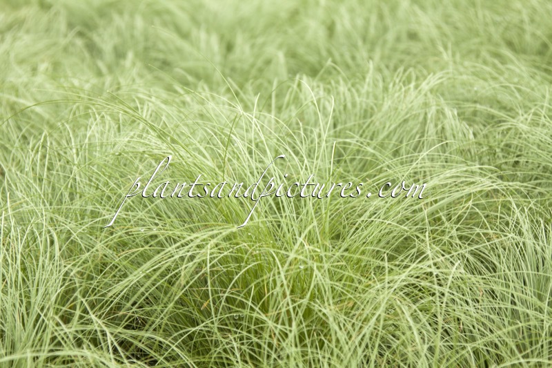 Carex comans ‘Frosted Curls’
