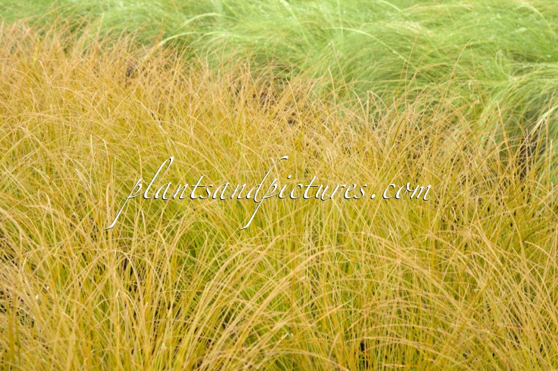 Carex testacea