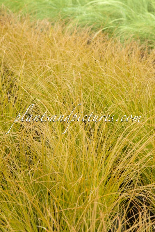 Carex testacea